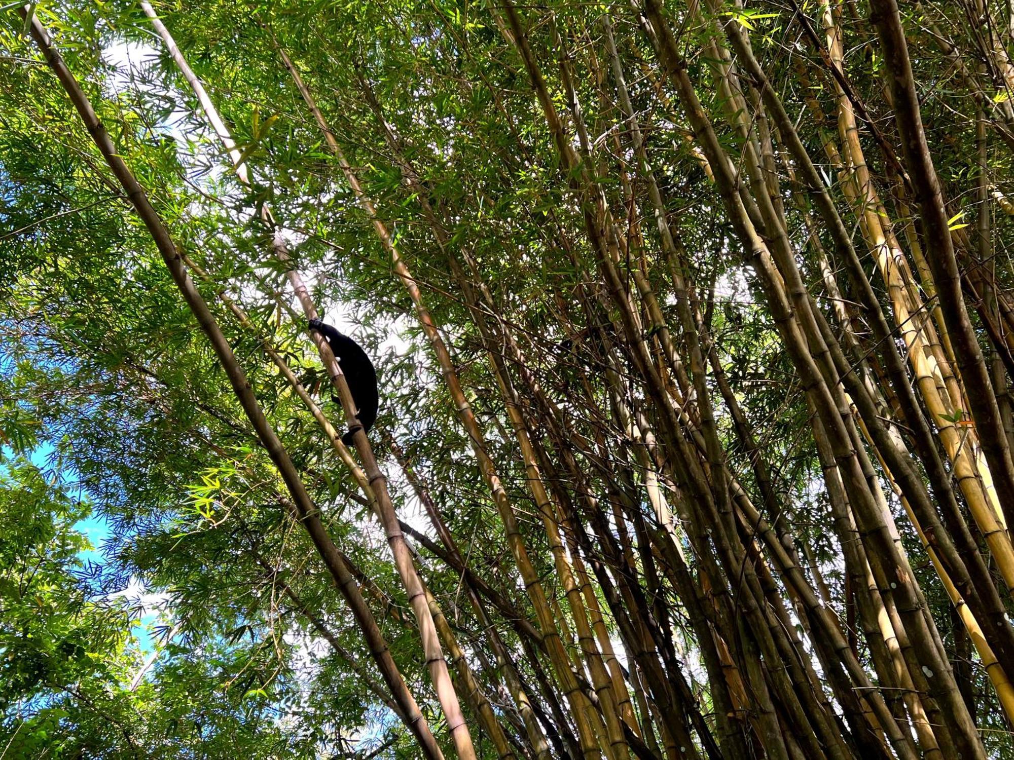 Cabanas Bambutan Palenque Pokoj fotografie